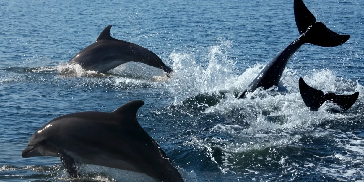Bottlenose dolphins surfacing off the UK coast